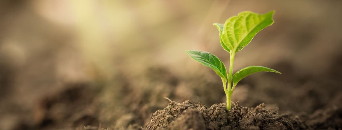 A seedling growing from the ground — representing business growth through data